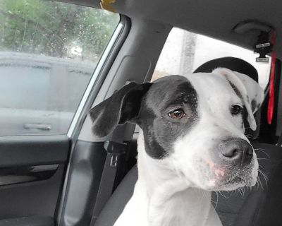 Sissy - American Staffordshire Terrier Female Dog for Adoption