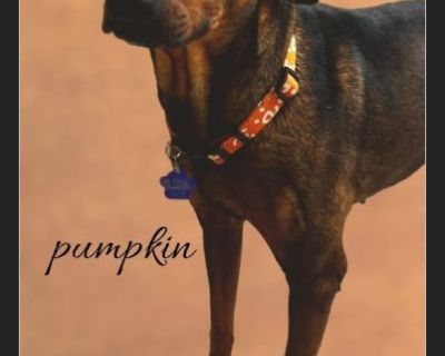 pumpkin - Female Puppy Dachshund / German Shepherd for Adoption