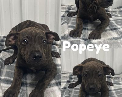 Popeye - Black Mouth Cur Mix Male Puppy for Adoption