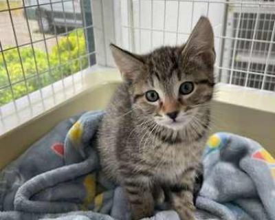 25-05 Edith - Domestic Shorthair Female Cat for Adoption