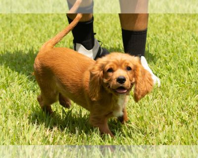 Blake - Cavalier King Charles Spaniel Male Puppy for Sale