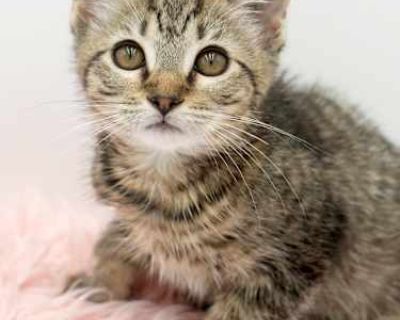 Meet Spaghetti is sweet and such a delight! A lover like momma Noodle! VIDEO! Our fosters are have so many kittens are now big enough to be adopted. They are anywhere from 8 to 10 wks old so ALL are TOO SMALL TO GO as SOLO pets to a home UNLESS u already have a young cat in your home - so have to be paired up. They are absolutely the sweetest and simply some of the cutest and prettiest kitties ...