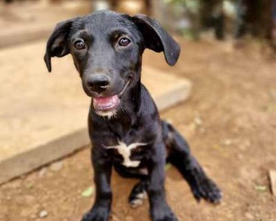 Jordy (CP) - Mixed Breed (Medium)/Chihuahua Mix Male Puppy for Adoption