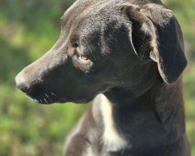 Gumdrop - Pit Bull Terrier Mix Male Puppy for Adoption