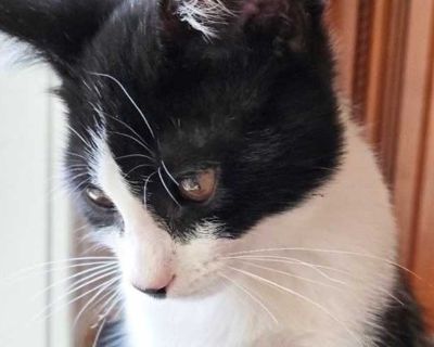 Help us welcome Gilligan to AHOTO! His name is fitting, as he was rescued as a tiny kitten from a dry-docked boat, where he was discovered all alone, dehydrated, and severely underweight.. Good with kids Good with dogs Good with cats Purebred Shots current Spayed / Neutered Housetrained. Breed American Shorthair Color Black & White or Tuxedo Age 5 months old, Kitten Sex Male Pet ID ps_2573187-3...