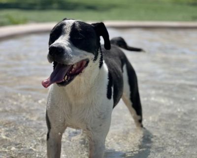 Panda - Terrier Mix Male Dog for Adoption