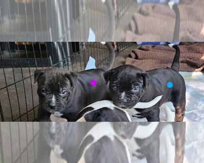 Double trouble - American Staffordshire Terrier Male Puppy for Sale