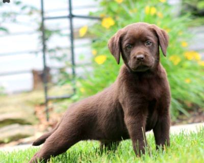 Sunny - 7 Weeks Male Chocolate Labrador Retriever Puppy for Sale