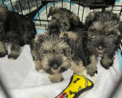 Mini schnauzer pups males for sale 800 or best offer