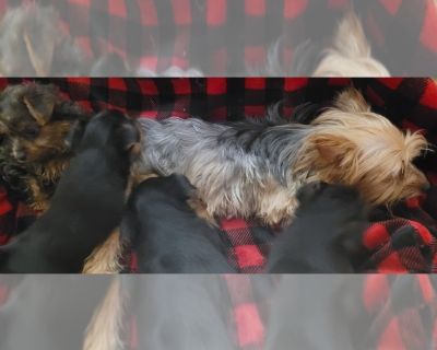 Litter of 3 - Yorkshire Terrier Male Puppy for Sale