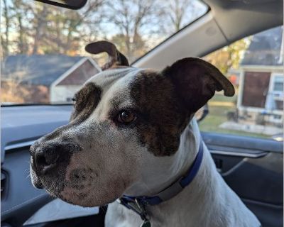 Zeppelin - Male Puppy Pit Bull mix for Adoption