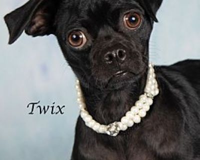 Twix - Pug/Chihuahua Mix Female Dog for Adoption