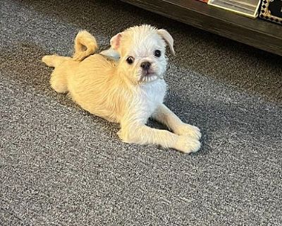 Leo - Pug/Terrier (Unknown Type, Medium) Mix Male Puppy for Adoption