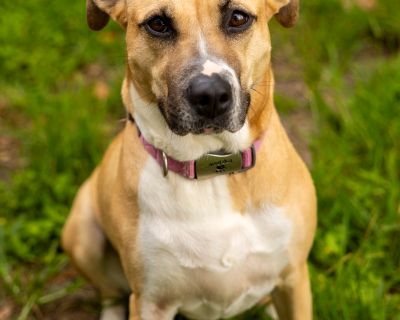 Tallulah - Labrador Retriever & Pit Bull Terrier Mix Female Dog for Adoption