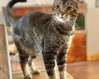 Segovia Michelle - Domestic Short Hair & Tabby Mix Female Cat for Adoption