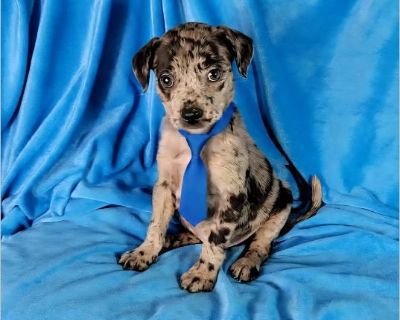 This dog is located in Newark,DE. If you're interested in this dog, please contact the foster directly:Darlene at 302-312-5129 or via email [email protected] . To submit an application please visit our site fur-everpaws.com Fur Ever Paws Dog Rescue is a small no kill rescue operating in the Delaware/Maryland area. We are a 501(c)(3) non-profit that rescues and places homeless, neglected or abus...