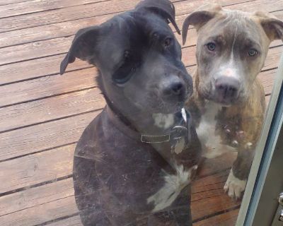 5 month old pitbull mix Puppy