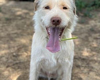 Bullet - Terrier (Unknown Type, Medium)/Great Pyrenees Mix Male Dog for Adoption