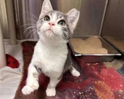 Jupe - Domestic Shorthair Male Kitten for Adoption