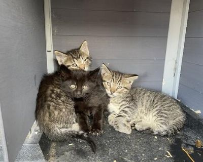 Partially tame farm kittens looking for a new zip code