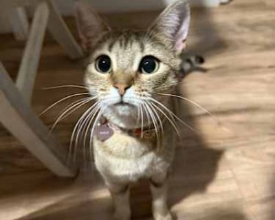 Nala - Abyssinian Female Cat for Adoption