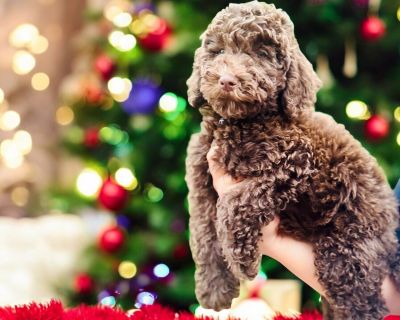 Meet Bear, the cutest little chocolate fluffball you ll ever see. He s 9 weeks old, sweet, curious, and already showing that classic Poodle intelligence. This boy is going to make someone an amazing lifelong companion.. Intelligent, instinctive, active