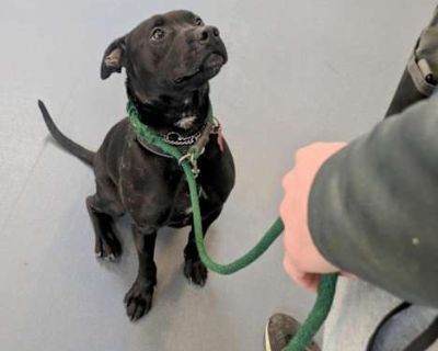 Mateo - American Pit Bull Terrier/Labrador Retriever Mix Male Dog for Adoption