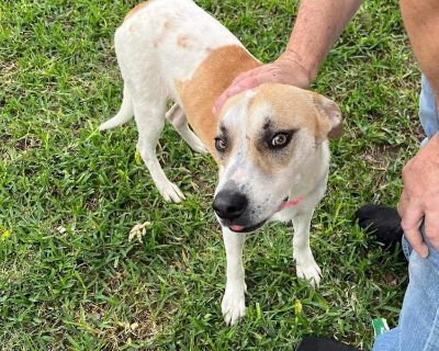 Shiloh - English Pointer Mix Female Dog for Adoption