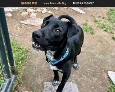 Scorpio - Male Puppy Lab mix for Adoption