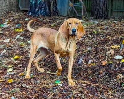 Kalina - Bloodhound Mix Female Dog for Adoption