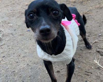 Pearl - Chihuahua Female Dog for Adoption