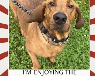 Ol' Red (Benny) - Redbone Coonhound Male Dog for Adoption