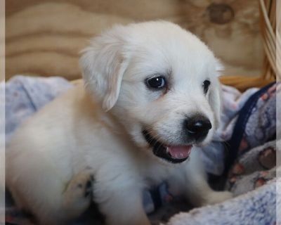 Litter of 5 - English Cream Golden Retriever Male Puppy for Sale