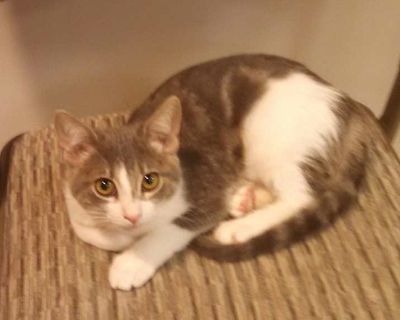 Legs - Domestic Shorthair Female Kitten for Adoption