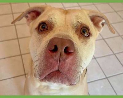 Champ - American Staffordshire Terrier/Boxer Mix Male Dog for Adoption