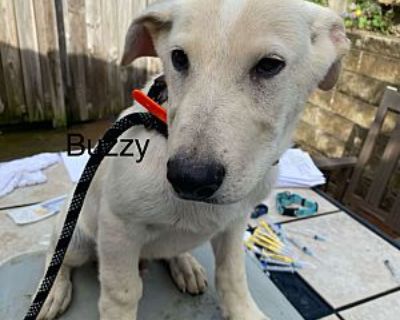 Buzzy (12wk PUPPY) - German Shepherd Dog/Labrador Retriever Mix Male Puppy for Adoption