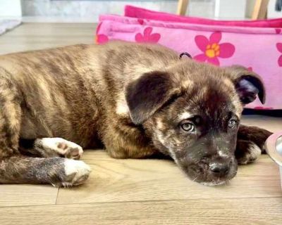 Young. Brindle. Microchipped. Pippa is an adorable 11-week-old female brindle American Staffordshire Terrier mix, weighing 12 pounds of love and sweetness. She is affectionate, playful, and friendly, getting along well with other dogs and being wonderful with the children she has met. Pippa loves everyone and behaves well at home, and she is already potty trained. She has received her first rou...