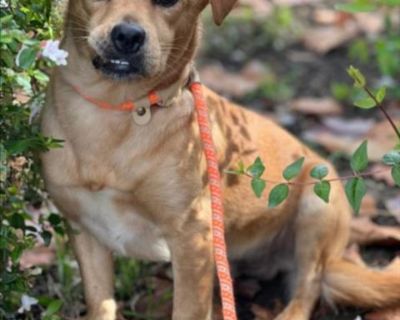 *PINTO - Chihuahua & Beagle Mix Male Dog for Adoption