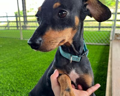 Gill - Chihuahua Mix Male Dog for Adoption