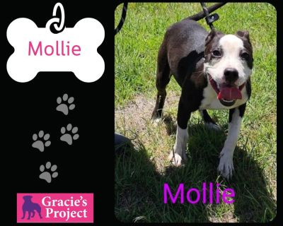 Mollie - Pit Bull Terrier Female Dog for Adoption