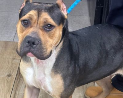 Found Dog - Do You Recognize Them? This sweet dog was found as a stray on 10/30 in Union. They are waiting to be reunited with their family. If this is your dog, please call our office at (973) 824-7379 or visit us to reclaim them at: 124 Evergreen Ave, Newark, NJ If unclaimed, they will be available for adoption starting 11/6. ID# 42996. Health Vaccinations up to date.. Puppy Female Medium Bla...