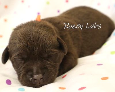 Orange Collar Boy - Chocolate Male Labrador Puppy for Sale