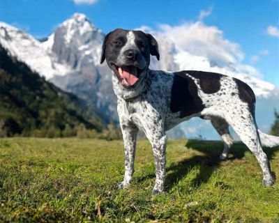 Rosco - Pointer Male Dog for Adoption