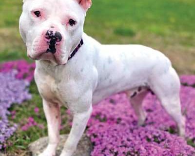 Milkshake - American Pit Bull Terrier/American Staffordshire Terrier Mix Male Dog for Adoption