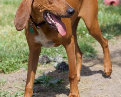 Theo - Redbone Coonhound Male Dog for Adoption