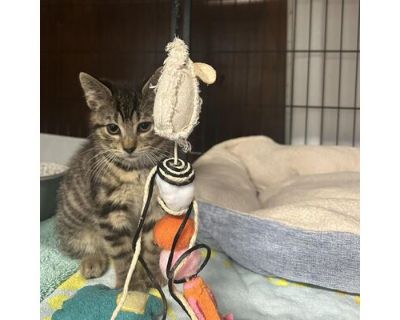 Weave - American Shorthair Male Cat for Adoption