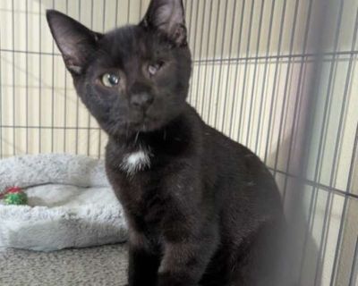 Young. Black (all). Hair: short. You can fill out an adoption application online on our official website. Hey there! I m Zoom, and my name says it all I m full of life, love, and a little bit of zoomie energy! I m the kind of cat who keeps things fun and lively, whether I m chasing toys, exploring new corners, or showing off my playful moves. But don t let my energy fool you I also have a big s...