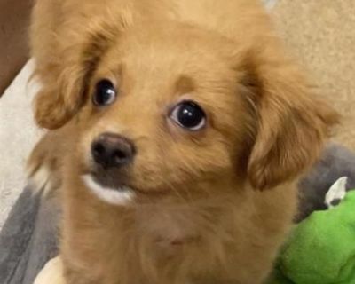 Delight - Chihuahua Mix Female Dog for Adoption