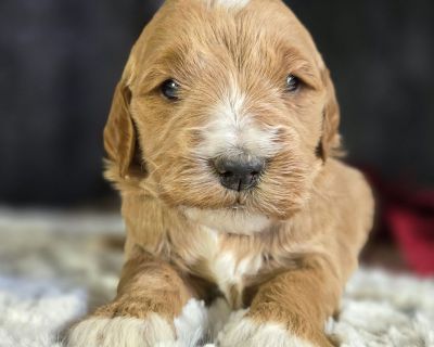 Though time can change so many things, I know one thing is true; if you make me your forever baby, I will love you forever. I will love you unconditionally and with all of my heart. We will be best friends forever. I promise to always be on my best behavior and to make you happy when you feel down. I just know we will be so happy together. Please bring me home soon. I am ready to start my life ...