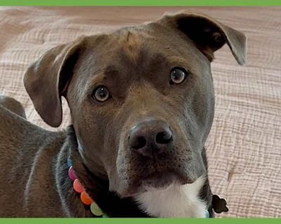 Norman - Labrador Retriever/American Pit Bull Terrier Mix Male Dog for Adoption